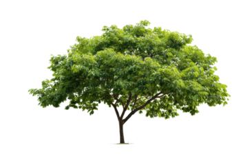 Lush green deciduous tree with full foliage on black background leaves nature