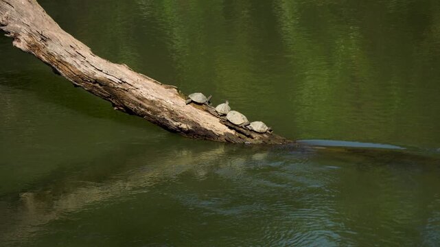 Assam Roofed Turtle a unique species found nowhere else busking in the afternoon sun over a log at Kaziranga National Park of Assam 1 in 4K ProRes 422 HQ