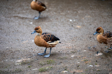 A fulvous whistling duck or fulvous tree duck (Dendrocygna bicolor) natural close-up photo