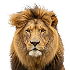 Fototapeta premium Close up portrait of a male lion with a dark background