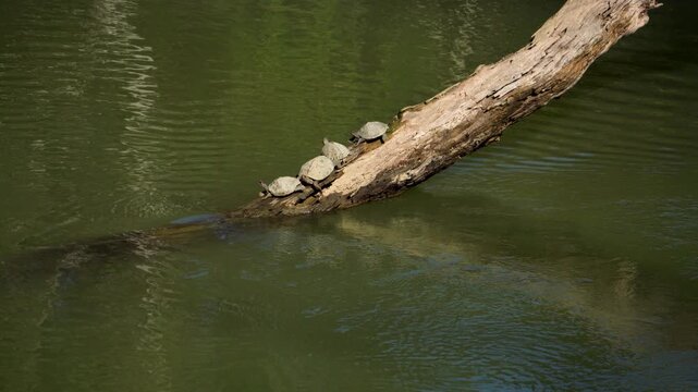 Assam Roofed Turtle a unique species found nowhere else busking in the afternoon sun over a log at Kaziranga National Park of Assam 3 in 4K ProRes 422 HQ