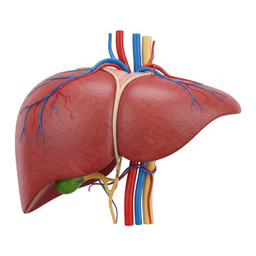 Human liver anatomy with gallbladder and blood vessels on black background human anatomy bile duct