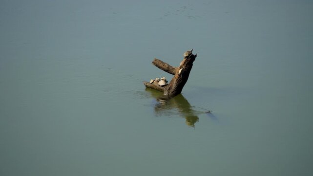 Assam Roofed Turtle a unique species found nowhere else busking in the afternoon sun over a log at Kaziranga National Park of Assam 4 in 4K ProRes 422 HQ