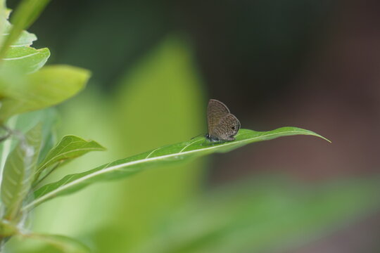The butterfly pictured is the species&nbsp;Prosotas dubiosa, commonly known as the tail-less line blue butterfly.&nbsp;