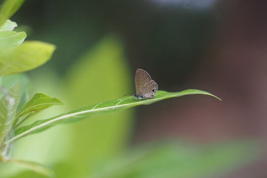The butterfly pictured is the species&nbsp;Prosotas dubiosa, commonly known as the tail-less line blue butterfly.&nbsp;