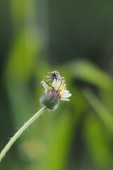 Weevils belong to the superfamily Curculionoidea and are known for their elongated snouts. 