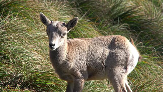 Young Bighorn Sheep lamb standing in grass, an animal in nature outdoors.