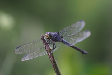 Dragonflies are insects belonging to the order Odonata.&nbsp;

This insect has four wings that can move independently, making it a very agile and efficient flyer.&nbsp;