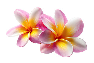 Fototapeta premium Two plumeria blossoms, pink-white petals, golden centers on black backdrop