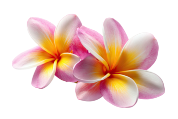 Two plumeria blossoms, pink-white petals, golden centers on black backdrop