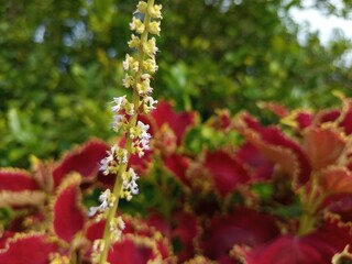 flowers in the garden