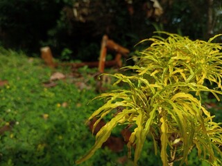 green grass and flowers