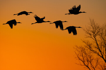 Group of flying sandhill cranes silhouetted against the last light of sunset in Hiwassee Wildlife Refuge, Meigs County, Tennessee