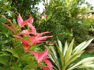 red tropical flower