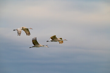 Naklejka premium Three sandhill cranes flying fast under a cloudy sky in Hiwassee Wildlife Refuge in Meigs County, Tennessee