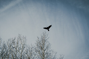 Silhouette of a flying crow above leafless winter trees against a pale blue sky, minimalist nature scene conveying freedom, solitude, and calm.