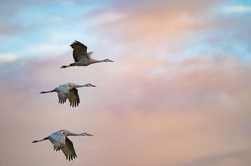 Naklejka premium Three flying sandhill cranes in front of the colorful clouds of early sunset in Hiwassee Wildlife Refuge in Meigs County, Tennessee