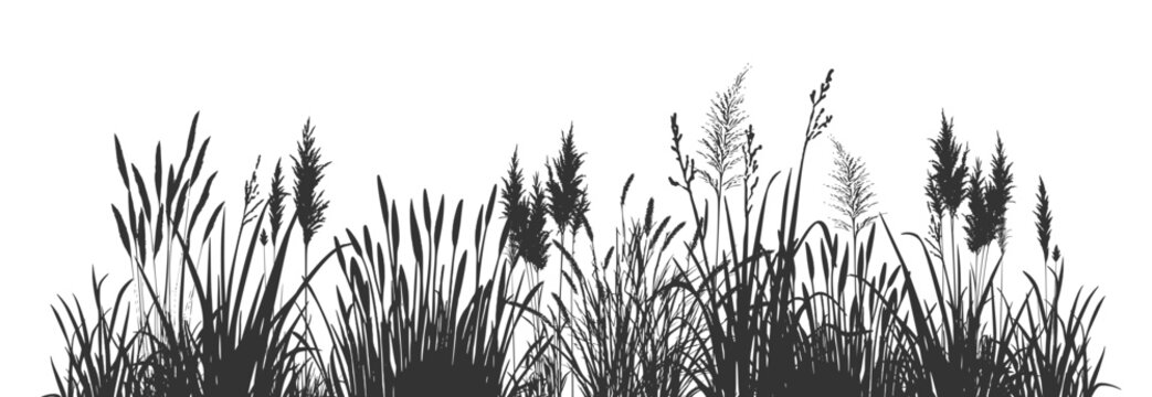 Cattail shadows on silent water.