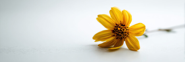 Minimalist Yellow Flower on White Background for International Holocaust Remembrance Day - 4K Wide Banner