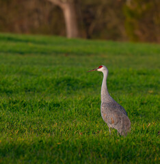Sandhill crane standing in a green field of grass in Hiwassee Wildlife Refuge in Meigs County, Tennessee