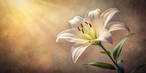 Elegant White Lily Vintage Photography -  Soft Light, Floral Still Life