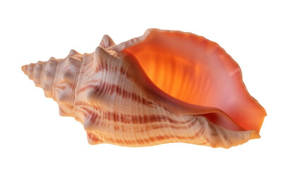 Elegant orange conch shell isolated PNG, beautiful sea snail with detailed texture on transparent background, marine life for design projects © Sofix
