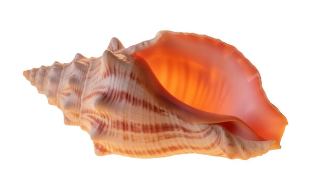 Elegant orange conch shell isolated PNG, beautiful sea snail with detailed texture on transparent background, marine life for design projects