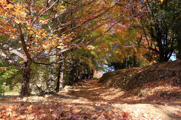 初冬に彩り始めたタイワンフウ　（高知県　高知市　針木浄水場）