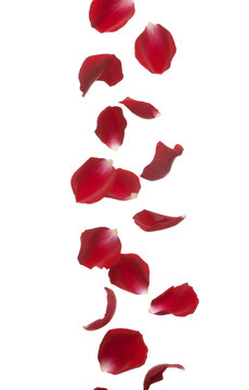 Red rose petals falling gracefully, symbolizing love and romance isolated on transparent background