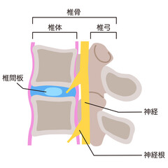 椎間板の構造　腰椎椎間板ヘルニア