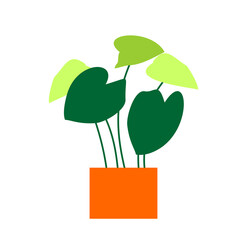 green plant in a box