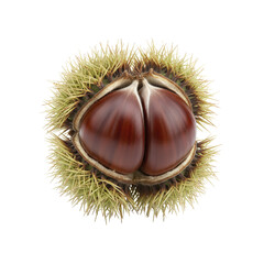 Open Sweet Chestnut In Spiky Green Shell Isolated