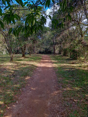 Fototapeta premium path in the woods