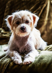 white dog portrait