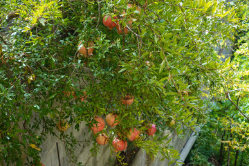 Autumn colors painting the historic streets and hills of Kruja, Albania, where golden leaves meet timeless stone and mountain air.