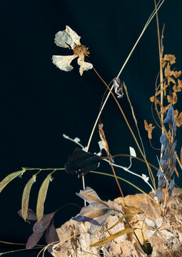 Mixed dried flowers on dark pastel color studio background