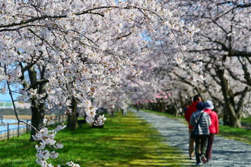 舟川べり桜並木。朝日、富山、日本。４月上旬。