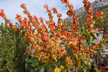 Autumn colors painting the historic streets and hills of Kruja, Albania, where golden leaves meet timeless stone and mountain air.