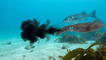 Squid ejecting a cloud of dark ink into the clear blue ocean water, creating a visual screen as a form of defense while a fish swims nearby in the underwater marine environment