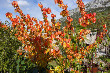 Autumn colors painting the historic streets and hills of Kruja, Albania, where golden leaves meet timeless stone and mountain air.