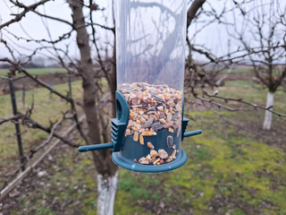 Bird feeder hanging in the tree