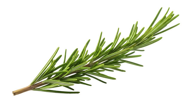 Fresh rosemary sprig isolated PNG on transparent background, aromatic herb for cooking, seasoning, and culinary design projects