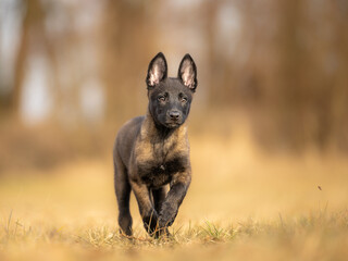 Belgian Malinois 9 weeks young puppy running outdoors on grass. Energetic working dog in motion, showing speed, focus, and playful behavior in natural daylight