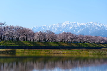 Fototapeta premium 舟川べり桜並木。朝日、富山、日本。４月上旬。