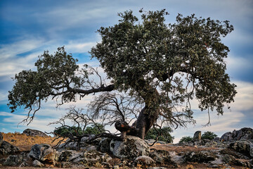 Unique tree grows among rocks in Extremadura landscape showcasing nature's resilience and beauty