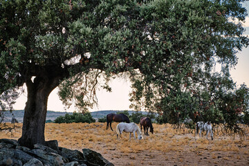 Horses grazing under an oak tree in a field in Extremadura during the evening