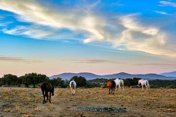 Horses grazing in Extremadura landscape during sunset with scenic sky
