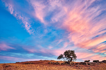 Sunset sky over a landscape in Extremadura with a lone tree on a hilltop