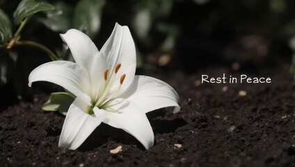 Single White Lily on Dark Soil with Rest in Peace Message.