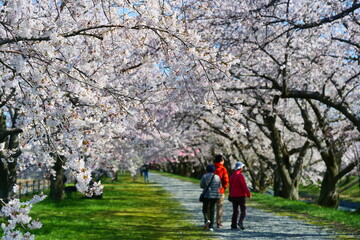 舟川べり桜並木。朝日、富山、日本。４月上旬。